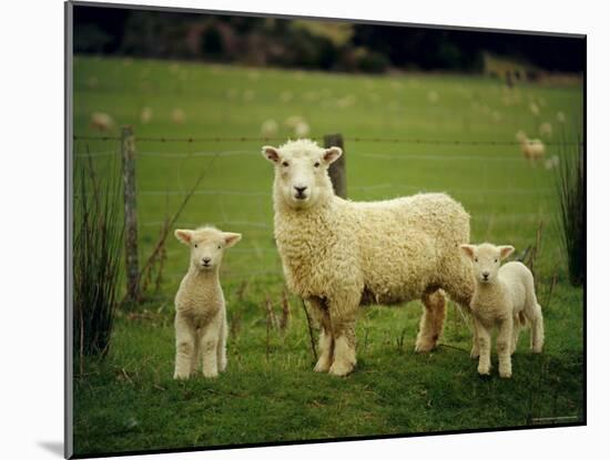 Ewe and Twin Lambs on Sheep Farm, Marlborough, South Island, New Zealand-Julia Thorne-Mounted Photographic Print