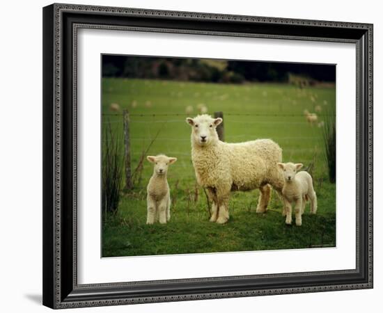 Ewe and Twin Lambs on Sheep Farm, Marlborough, South Island, New Zealand-Julia Thorne-Framed Photographic Print