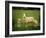 Ewe and Twin Lambs on Sheep Farm, Marlborough, South Island, New Zealand-Julia Thorne-Framed Photographic Print