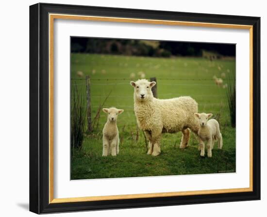 Ewe and Twin Lambs on Sheep Farm, Marlborough, South Island, New Zealand-Julia Thorne-Framed Photographic Print