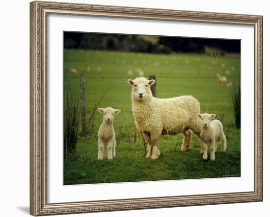 Ewe and Twin Lambs on Sheep Farm, Marlborough, South Island, New Zealand-Julia Thorne-Framed Photographic Print