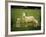 Ewe and Twin Lambs on Sheep Farm, Marlborough, South Island, New Zealand-Julia Thorne-Framed Photographic Print