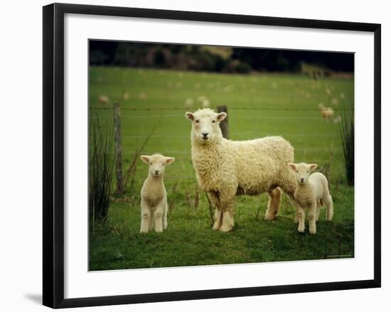 Ewe and Twin Lambs on Sheep Farm, Marlborough, South Island, New Zealand-Julia Thorne-Framed Photographic Print