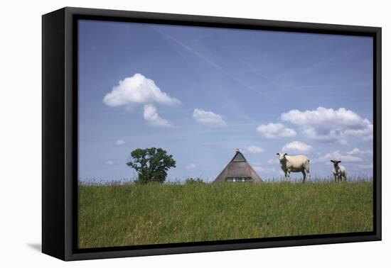 Ewe with Cub on the Elbe Dike Near Hollerwettern in the Wilster Marsh Near Wewelsfleth-Uwe Steffens-Framed Premier Image Canvas