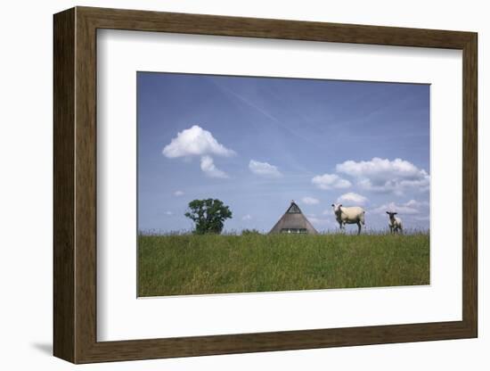 Ewe with Cub on the Elbe Dike Near Hollerwettern in the Wilster Marsh Near Wewelsfleth-Uwe Steffens-Framed Photographic Print