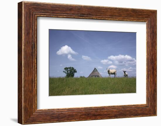 Ewe with Cub on the Elbe Dike Near Hollerwettern in the Wilster Marsh Near Wewelsfleth-Uwe Steffens-Framed Photographic Print