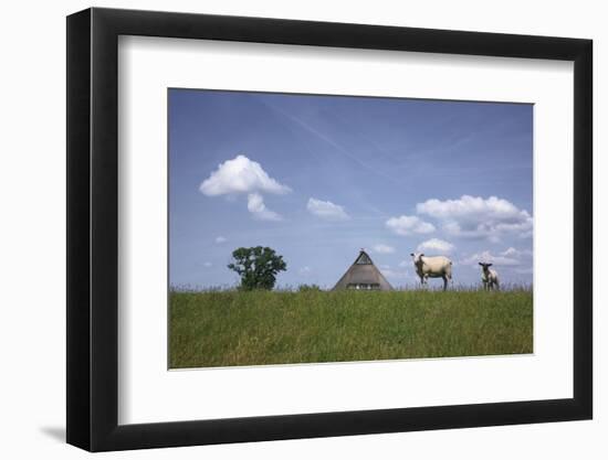 Ewe with Cub on the Elbe Dike Near Hollerwettern in the Wilster Marsh Near Wewelsfleth-Uwe Steffens-Framed Photographic Print