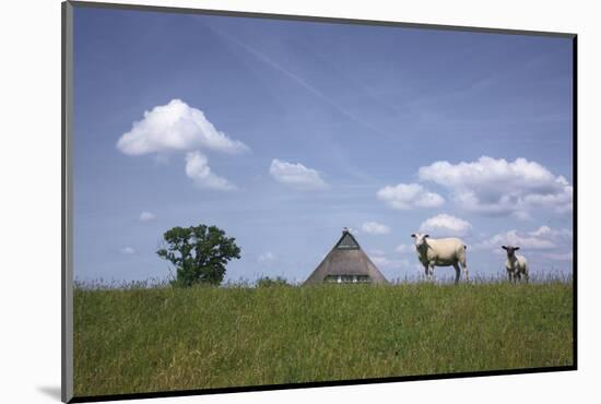 Ewe with Cub on the Elbe Dike Near Hollerwettern in the Wilster Marsh Near Wewelsfleth-Uwe Steffens-Mounted Photographic Print