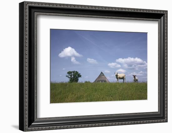 Ewe with Cub on the Elbe Dike Near Hollerwettern in the Wilster Marsh Near Wewelsfleth-Uwe Steffens-Framed Photographic Print