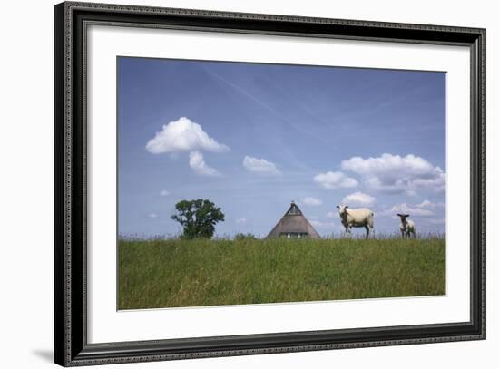 Ewe with Cub on the Elbe Dike Near Hollerwettern in the Wilster Marsh Near Wewelsfleth-Uwe Steffens-Framed Photographic Print