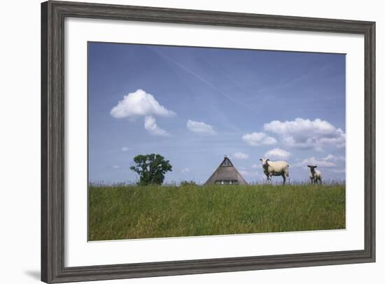 Ewe with Cub on the Elbe Dike Near Hollerwettern in the Wilster Marsh Near Wewelsfleth-Uwe Steffens-Framed Photographic Print