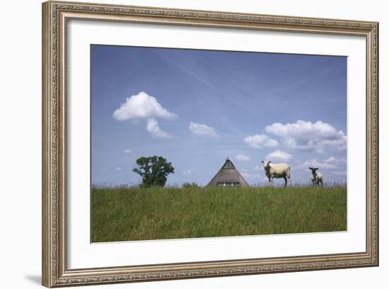 Ewe with Cub on the Elbe Dike Near Hollerwettern in the Wilster Marsh Near Wewelsfleth-Uwe Steffens-Framed Photographic Print