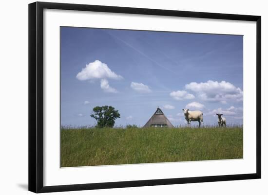 Ewe with Cub on the Elbe Dike Near Hollerwettern in the Wilster Marsh Near Wewelsfleth-Uwe Steffens-Framed Photographic Print