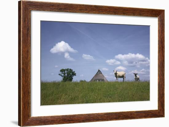 Ewe with Cub on the Elbe Dike Near Hollerwettern in the Wilster Marsh Near Wewelsfleth-Uwe Steffens-Framed Photographic Print