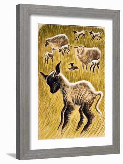 Ewes and Lambs, 1953-Isabel Alexander-Framed Giclee Print