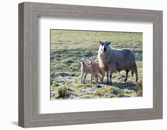 Ewes and Lambs at Springtime on the Mynydd Epynt Range, Powys, Wales, United Kingdom, Europe-Graham Lawrence-Framed Photographic Print