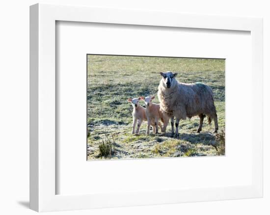 Ewes and Lambs at Springtime on the Mynydd Epynt Range, Powys, Wales, United Kingdom, Europe-Graham Lawrence-Framed Photographic Print