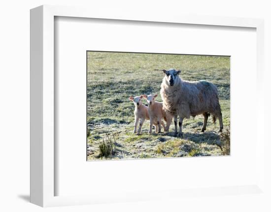 Ewes and Lambs at Springtime on the Mynydd Epynt Range, Powys, Wales, United Kingdom, Europe-Graham Lawrence-Framed Photographic Print