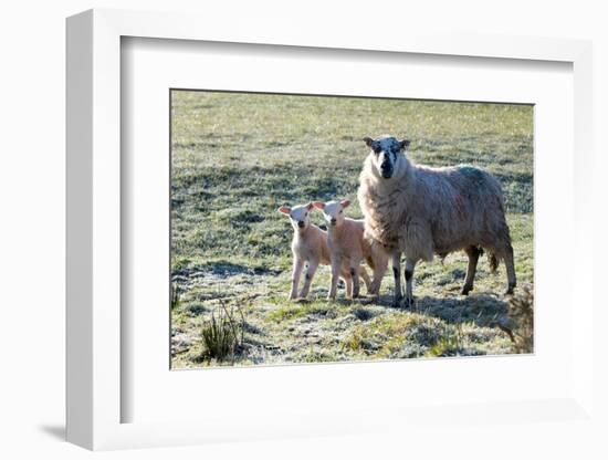 Ewes and Lambs at Springtime on the Mynydd Epynt Range, Powys, Wales, United Kingdom, Europe-Graham Lawrence-Framed Photographic Print