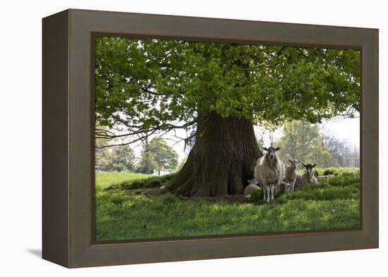 Ewes and Lambs under Shade of Oak Tree, Chipping Campden, Cotswolds, Gloucestershire, England-Stuart Black-Framed Premier Image Canvas