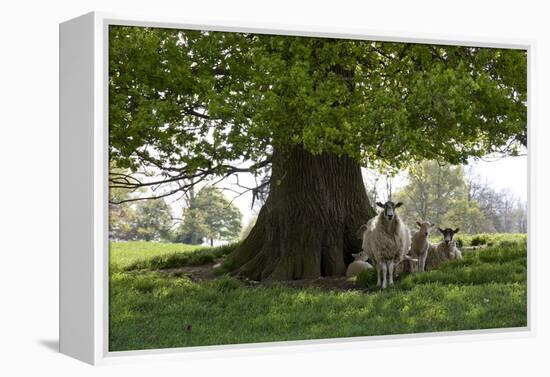 Ewes and Lambs under Shade of Oak Tree, Chipping Campden, Cotswolds, Gloucestershire, England-Stuart Black-Framed Premier Image Canvas