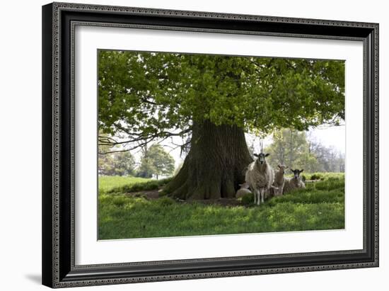 Ewes and Lambs under Shade of Oak Tree, Chipping Campden, Cotswolds, Gloucestershire, England-Stuart Black-Framed Photographic Print