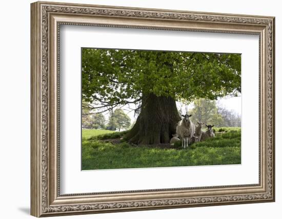 Ewes and Lambs under Shade of Oak Tree, Chipping Campden, Cotswolds, Gloucestershire, England-Stuart Black-Framed Photographic Print