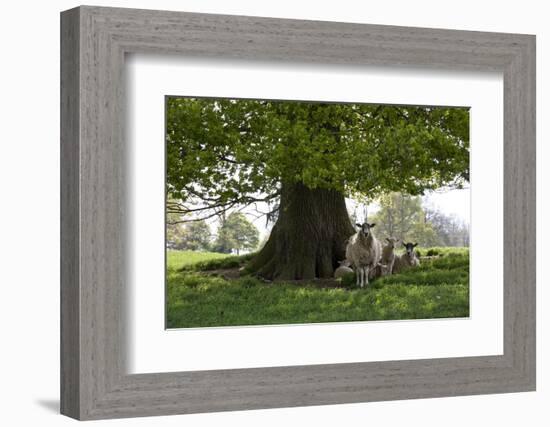 Ewes and Lambs under Shade of Oak Tree, Chipping Campden, Cotswolds, Gloucestershire, England-Stuart Black-Framed Photographic Print