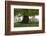 Ewes and Lambs under Shade of Oak Tree, Chipping Campden, Cotswolds, Gloucestershire, England-Stuart Black-Framed Photographic Print