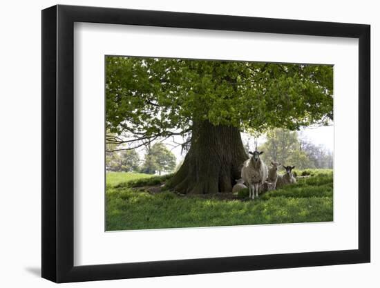 Ewes and Lambs under Shade of Oak Tree, Chipping Campden, Cotswolds, Gloucestershire, England-Stuart Black-Framed Photographic Print