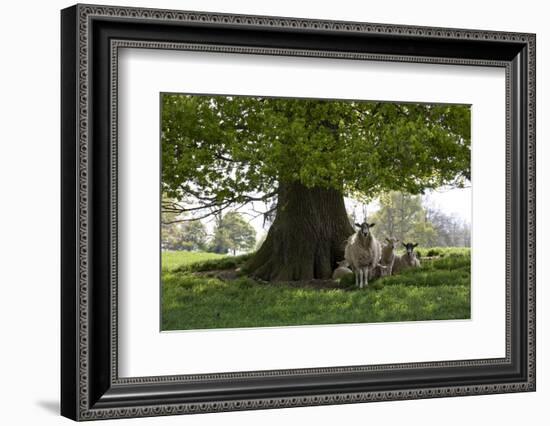 Ewes and Lambs under Shade of Oak Tree, Chipping Campden, Cotswolds, Gloucestershire, England-Stuart Black-Framed Photographic Print