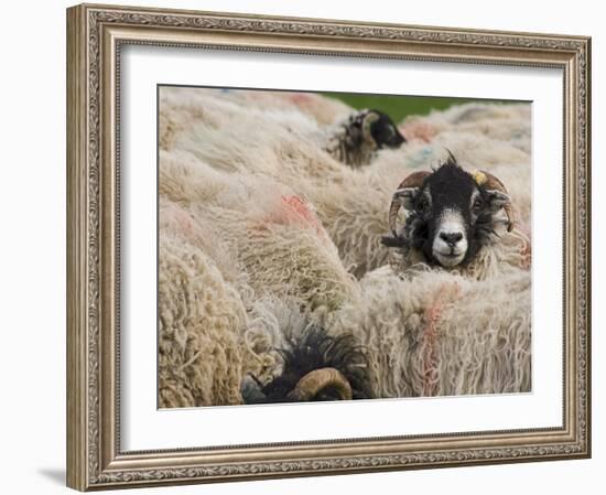 Ewes at Haresceugh Castle, Pennines, Cumbria, England, United Kingdom-James Emmerson-Framed Photographic Print