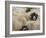 Ewes at Haresceugh Castle, Pennines, Cumbria, England, United Kingdom-James Emmerson-Framed Photographic Print