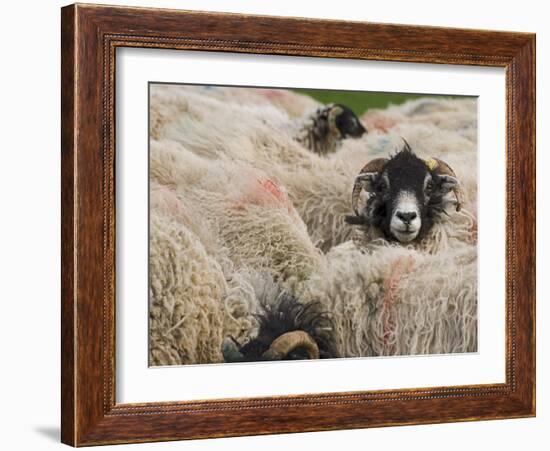 Ewes at Haresceugh Castle, Pennines, Cumbria, England, United Kingdom-James Emmerson-Framed Photographic Print