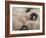 Ewes at Haresceugh Castle, Pennines, Cumbria, England, United Kingdom-James Emmerson-Framed Photographic Print