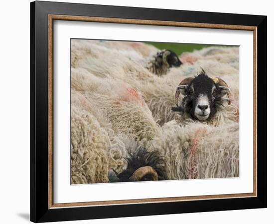 Ewes at Haresceugh Castle, Pennines, Cumbria, England, United Kingdom-James Emmerson-Framed Photographic Print