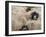 Ewes at Haresceugh Castle, Pennines, Cumbria, England, United Kingdom-James Emmerson-Framed Photographic Print