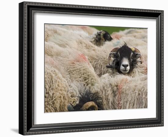 Ewes at Haresceugh Castle, Pennines, Cumbria, England, United Kingdom-James Emmerson-Framed Photographic Print