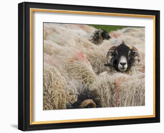 Ewes at Haresceugh Castle, Pennines, Cumbria, England, United Kingdom-James Emmerson-Framed Photographic Print