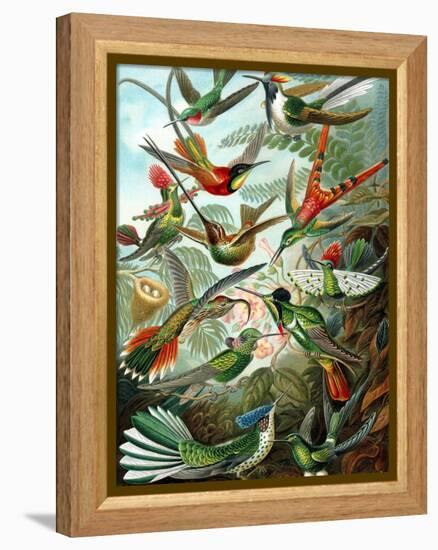 Example from the Family Trochilidae, 'Kunstformen Der Natur', 1899-Ernst Haeckel-Framed Premier Image Canvas