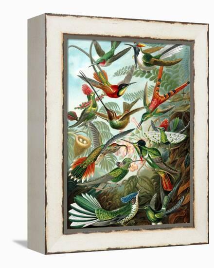 Example from the Family Trochilidae, 'Kunstformen Der Natur', 1899-Ernst Haeckel-Framed Premier Image Canvas