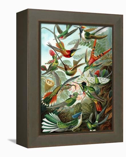 Example from the Family Trochilidae, 'Kunstformen Der Natur', 1899-Ernst Haeckel-Framed Premier Image Canvas