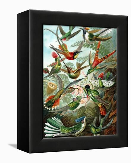 Example from the Family Trochilidae, 'Kunstformen Der Natur', 1899-Ernst Haeckel-Framed Premier Image Canvas