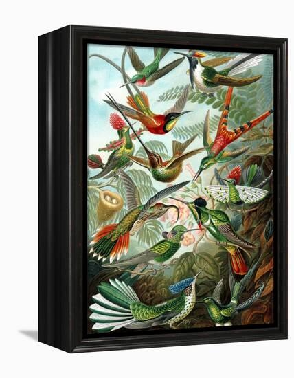 Example from the Family Trochilidae, 'Kunstformen Der Natur', 1899-Ernst Haeckel-Framed Premier Image Canvas