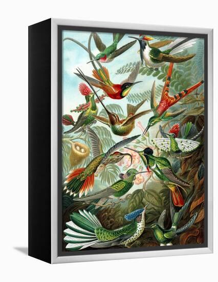 Example from the Family Trochilidae, 'Kunstformen Der Natur', 1899-Ernst Haeckel-Framed Premier Image Canvas