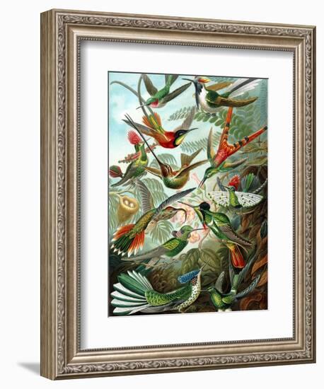 Example from the Family Trochilidae, 'Kunstformen Der Natur', 1899-Ernst Haeckel-Framed Giclee Print