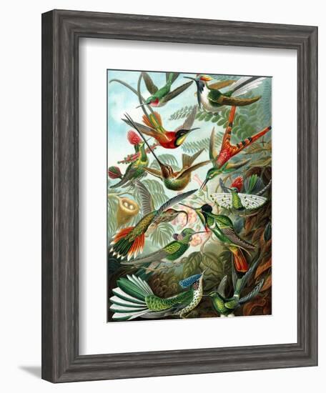 Example from the Family Trochilidae, 'Kunstformen Der Natur', 1899-Ernst Haeckel-Framed Giclee Print