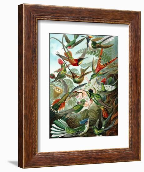 Example from the Family Trochilidae, 'Kunstformen Der Natur', 1899-Ernst Haeckel-Framed Giclee Print