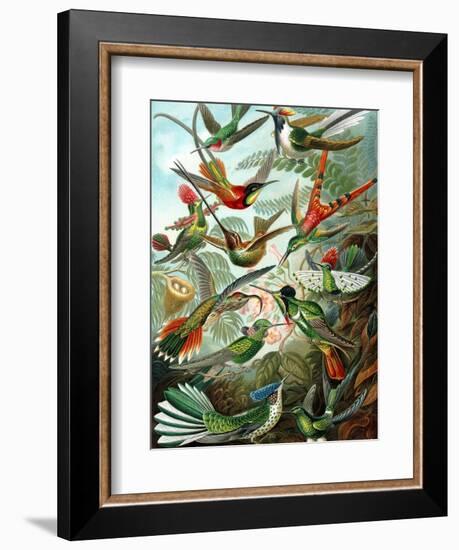 Example from the Family Trochilidae, 'Kunstformen Der Natur', 1899-Ernst Haeckel-Framed Giclee Print