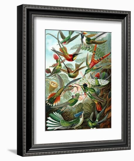 Example from the Family Trochilidae, 'Kunstformen Der Natur', 1899-Ernst Haeckel-Framed Giclee Print